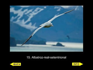 15. Albatroz-real-setentrional
 