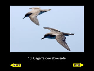 16. Cagarra-de-cabo-verde
 