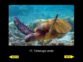 17. Tartaruga verde
 