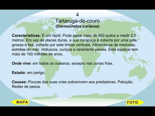 4
                         Tartaruga-de-couro
                         (Dormochelys coriácea)

Características: É um réptil. Pode pesar mais de 800 quilos e medir 2,5
metros. Em vez de placas duras, a sua carapaça é coberta por uma pele
grossa e lisa, cortada por sete linhas verticais. Alimenta-se de medusas,
estrelas-do-mar, moluscos, ouriços e raramente peixes. Esta espécie tem
mais de 100 milhões de anos.

Onde vive: em todos os oceanos, excepto nas zonas frias.

Estado: em perigo.

Causas: Poucas das suas crias sobrevivem aos predadores. Poluição.
Redes de pesca.
 