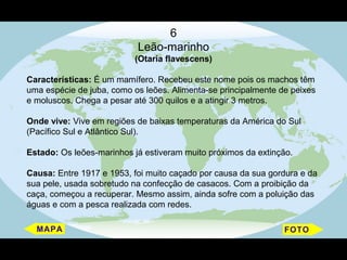 6
                           Leão-marinho
                          (Otaria flavescens)

Características: É um mamífero. Recebeu este nome pois os machos têm
uma espécie de juba, como os leões. Alimenta-se principalmente de peixes
e moluscos. Chega a pesar até 300 quilos e a atingir 3 metros.

Onde vive: Vive em regiões de baixas temperaturas da América do Sul
(Pacífico Sul e Atlântico Sul).

Estado: Os leões-marinhos já estiveram muito próximos da extinção.

Causa: Entre 1917 e 1953, foi muito caçado por causa da sua gordura e da
sua pele, usada sobretudo na confecção de casacos. Com a proibição da
caça, começou a recuperar. Mesmo assim, ainda sofre com a poluição das
águas e com a pesca realizada com redes.
 