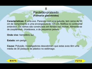 8
                         Pardelão-prateado
                         (Fulmarus glacialoides)

Características: É uma ave. Parecido com uma gaivota, tem cerca de 50
cm de comprimento e uma envergadura de 120 cm. Nidifica no continente
antárctico. Os ninhos são construídos em fendas nas rochas. Alimenta-se
de zooplâncton, crustáceos, e de pequenos peixes.

Onde vive: hemisfério sul.

Estado: em perigo.

Causa: Poluição. Investigadores descobriram que estas aves têm uma
média de 30 pedaços de plástico no estômago.
 
