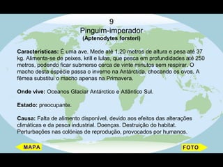 9
                         Pinguim-imperador
                          (Aptenodytes forsteri)

Características: É uma ave. Mede até 1,20 metros de altura e pesa até 37
kg. Alimenta-se de peixes, krill e lulas, que pesca em profundidades até 250
metros, podendo ficar submerso cerca de vinte minutos sem respirar. O
macho desta espécie passa o inverno na Antárctida, chocando os ovos. A
fêmea substitui o macho apenas na Primavera.

Onde vive: Oceanos Glaciar Antárctico e Atlântico Sul.

Estado: preocupante.

Causa: Falta de alimento disponível, devido aos efeitos das alterações
climáticas e da pesca industrial. Doenças. Destruição do habitat.
Perturbações nas colónias de reprodução, provocados por humanos.
 