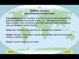 11
                          Golfinho de Maui
                    (Cephalorhynchus hectori maui)

Características: É um mamífero. É a mais pequena e rara subespécie de
golfinhos. Alimenta-se de peixes e lulas. São manchados de cinzento,
branco e preto e têm um focinho curto. São mais facilmente reconhecidos
pela sua barbatana dorsal redonda.

Onde vive: Perto da costa das ilhas do norte da Nova Zelândia.

Estado: Situação muito crítica. Actualmente, existem apenas 55 indivíduos
adultos no planeta Terra.

Causa: A pesca realizada com redes.
 