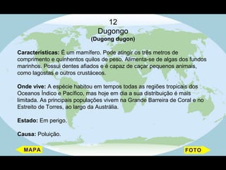 12
                               Dugongo
                            (Dugong dugon)

Características: É um mamífero. Pode atingir os três metros de
comprimento e quinhentos quilos de peso. Alimenta-se de algas dos fundos
marinhos. Possui dentes afiados e é capaz de caçar pequenos animais,
como lagostas e outros crustáceos.

Onde vive: A espécie habitou em tempos todas as regiões tropicais dos
Oceanos Índico e Pacífico, mas hoje em dia a sua distribuição é mais
limitada. As principais populações vivem na Grande Barreira de Coral e no
Estreito de Torres, ao largo da Austrália.

Estado: Em perigo.

Causa: Poluição.
 