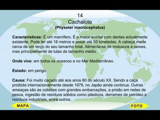 14
                              Cachalote
                       (Physeter macrocephalus)

Características: É um mamífero. É o maior animal com dentes actualmente
existente. Pode ter até 18 metros e pesar até 50 toneladas. A cabeça mede
cerca de um terço do seu tamanho total. Alimenta-se de moluscos e peixes,
mas principalmente de lulas de tamanho médio.

Onde vive: em todos os oceanos e no Mar Mediterrâneo.

Estado: em perigo.

Causa: Foi muito caçado até aos anos 80 do século XX. Sendo a caça
proibida internacionalmente desde 1979, no Japão ainda continua. Outras
ameaças são as colisões com grandes embarcações, a prisão em redes de
pesca, ingestão de resíduos sólidos como plásticos, derrames de petróleo e
resíduos industriais, entre outros.
 