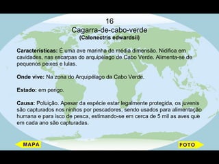 16
                     Cagarra-de-cabo-verde
                        (Calonectris edwardsii)

Características: É uma ave marinha de média dimensão. Nidifica em
cavidades, nas escarpas do arquipélago de Cabo Verde. Alimenta-se de
pequenos peixes e lulas.

Onde vive: Na zona do Arquipélago da Cabo Verde.

Estado: em perigo.

Causa: Poluição. Apesar da espécie estar legalmente protegida, os juvenis
são capturados nos ninhos por pescadores, sendo usados para alimentação
humana e para isco de pesca, estimando-se em cerca de 5 mil as aves que
em cada ano são capturadas.
 