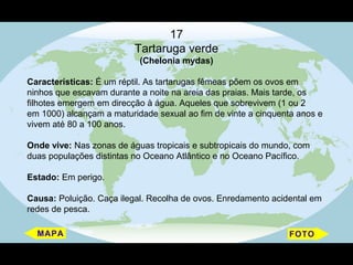 17
                          Tartaruga verde
                           (Chelonia mydas)

Características: É um réptil. As tartarugas fêmeas põem os ovos em
ninhos que escavam durante a noite na areia das praias. Mais tarde, os
filhotes emergem em direcção à água. Aqueles que sobrevivem (1 ou 2
em 1000) alcançam a maturidade sexual ao fim de vinte a cinquenta anos e
vivem até 80 a 100 anos.

Onde vive: Nas zonas de águas tropicais e subtropicais do mundo, com
duas populações distintas no Oceano Atlântico e no Oceano Pacífico.

Estado: Em perigo.

Causa: Poluição. Caça ilegal. Recolha de ovos. Enredamento acidental em
redes de pesca.
 