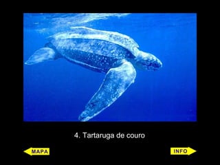 4. Tartaruga de couro
 