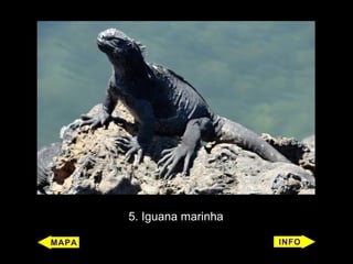 5. Iguana marinha
 