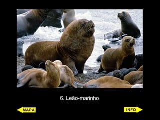 6. Leão-marinho
 