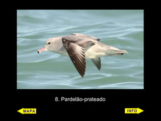 8. Pardelão-prateado
 