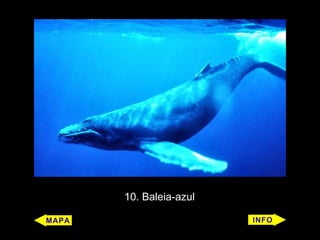 10. Baleia-azul
 