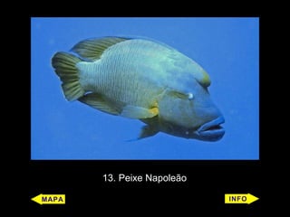 13. Peixe Napoleão
 