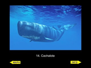 14. Cachalote
 