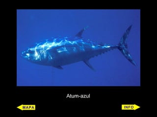 Atum-azul
 