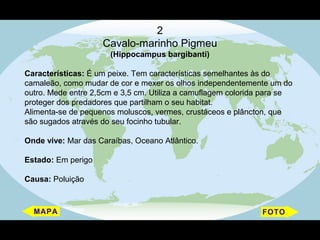 2
                    Cavalo-marinho Pigmeu
                      (Hippocampus bargibanti)

Características: É um peixe. Tem características semelhantes às do
camaleão, como mudar de cor e mexer os olhos independentemente um do
outro. Mede entre 2,5cm e 3,5 cm. Utiliza a camuflagem colorida para se
proteger dos predadores que partilham o seu habitat.
Alimenta-se de pequenos moluscos, vermes, crustáceos e plâncton, que
são sugados através do seu focinho tubular.

Onde vive: Mar das Caraíbas, Oceano Atlântico.

Estado: Em perigo

Causa: Poluição
 