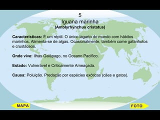 5
                          Iguana marinha
                       (Amblyrhynchus cristatus)

Características: É um réptil. O único lagarto do mundo com hábitos
marinhos. Alimenta-se de algas. Ocasionalmente, também come gafanhotos
e crustáceos.

Onde vive: Ilhas Galápago, no Oceano Pacífico.

Estado: Vulnerável e Criticamente Ameaçada.

Causa: Poluição. Predação por espécies exóticas (cães e gatos).
 