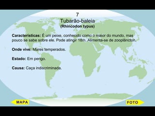 7
                           Tubarão-baleia
                           (Rhincodon typus)

Características: É um peixe, conhecido como o maior do mundo, mas
pouco se sabe sobre ele. Pode atingir 18m. Alimenta-se de zooplâncton.

Onde vive: Mares temperados.

Estado: Em perigo.

Causa: Caça indiscriminada.
 