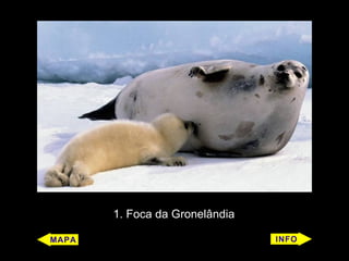 1. Foca da Gronelândia
 