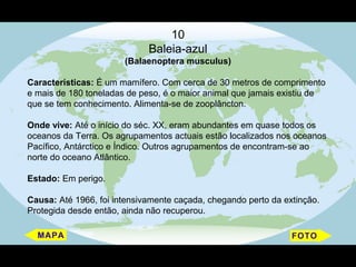 10
                             Baleia-azul
                       (Balaenoptera musculus)

Características: É um mamífero. Com cerca de 30 metros de comprimento
e mais de 180 toneladas de peso, é o maior animal que jamais existiu de
que se tem conhecimento. Alimenta-se de zooplâncton.

Onde vive: Até o início do séc. XX, eram abundantes em quase todos os
oceanos da Terra. Os agrupamentos actuais estão localizados nos oceanos
Pacífico, Antárctico e Índico. Outros agrupamentos de encontram-se ao
norte do oceano Atlântico.

Estado: Em perigo.

Causa: Até 1966, foi intensivamente caçada, chegando perto da extinção.
Protegida desde então, ainda não recuperou.
 