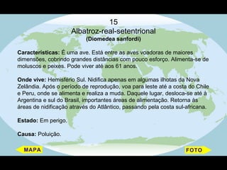 15
                     Albatroz-real-setentrional
                           (Diomedea sanfordi)

Características: É uma ave. Está entre as aves voadoras de maiores
dimensões, cobrindo grandes distâncias com pouco esforço. Alimenta-se de
moluscos e peixes. Pode viver até aos 61 anos.

Onde vive: Hemisfério Sul. Nidifica apenas em algumas ilhotas da Nova
Zelândia. Após o período de reprodução, voa para leste até a costa do Chile
e Peru, onde se alimenta e realiza a muda. Daquele lugar, desloca-se até à
Argentina e sul do Brasil, importantes áreas de alimentação. Retorna às
áreas de nidificação através do Atlântico, passando pela costa sul-africana.

Estado: Em perigo.

Causa: Poluição.
 