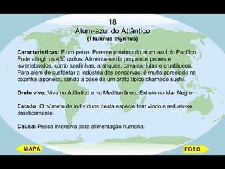 18
                      Atum-azul do Atlântico
                           (Thunnus thynnus)

Características: É um peixe. Parente próximo do atum azul do Pacífico.
Pode atingir os 450 quilos. Alimenta-se de pequenos peixes e
invertebrados, como sardinhas, arenques, cavalas, lulas e crustáceos.
Para além de sustentar a indústria das conservas, é muito apreciado na
cozinha japonesa, sendo a base de um prato típico chamado sushi.

Onde vive: Vive no Atlântico e no Mediterrâneo. Extinto no Mar Negro.

Estado: O número de indivíduos desta espécie tem vindo a reduzir-se
drasticamente.

Causa: Pesca intensiva para alimentação humana.
 