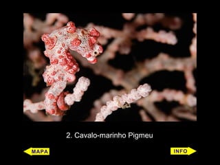 2. Cavalo-marinho Pigmeu
 