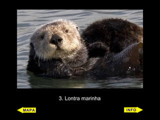 3. Lontra marinha
 