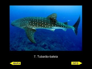7. Tubarão-baleia
 