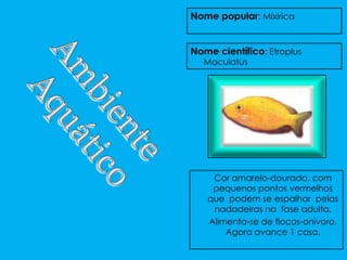 Nome popular: Mixirica


Nome científico: Etroplus
  Maculatus




    Cor amarelo-dourado, com
    pequenos pontos vermelhos
   que podem se espalhar pelas
    nadadeiras na fase adulta.
   Alimenta-se de flocos-onívoro.
       Agora avance 1 casa.
 