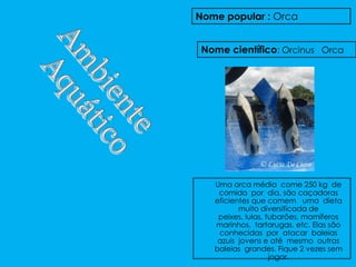 Nome popular : Orca


 Nome científico: Orcinus Orca




   Uma orca média come 250 kg de
    comida por dia, são caçadoras
   eficientes que comem uma dieta
          muito diversificada de
    peixes, lulas, tubarões, mamíferos
   marinhos, tartarugas, etc. Elas são
    conhecidas por atacar baleias
    azuis jovens e até mesmo outras
   baleias grandes. Fique 2 vezes sem
                    jogar.
 