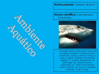 Nome popular: Tubarão Branco


Nome científico: Carcharodon
  Carcharias




   O tubarão branco abocanha tudo que
    se parece comida. O tubarão branco
   morde lata, carniça, animais mortos e
    vivos e gente também. Os tubarões
     digerem a comida lentamente no
       estômago do tubarão-branco
     capturados já foram encontrados
   corpos intactos de focas e tubarões
           menores. Volte 5 casas.
 
