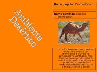 Nome popular: Dromedário


Nome científico: camelus
  dromedárius




    Você sabia que numa corrida
        entre um cavalo e um
       dromedário o cavalo no
    princípio leva vantagem, mas
    logo perderá por não resistir à
   velocidade do dromedário que
        pode trotar durante 16
   horas, percorrendo até 140 Km
       por dia. Avance 3 casas.
 