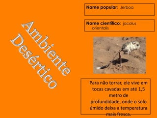 Nome popular: Jerboa


Nome científico: jacolus
  orientalis




 Para não torrar, ele vive em
  tocas cavadas em até 1,5
          metro de
 profundidade, onde o solo
 úmido deixa a temperatura
         mais fresca.
 