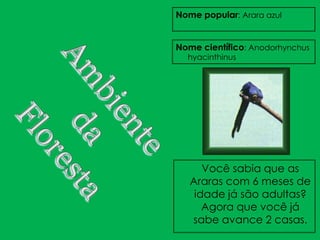 Nome popular: Arara azul


Nome científico: Anodorhynchus
  hyacinthinus




      Você sabia que as
   Araras com 6 meses de
    idade já são adultas?
      Agora que você já
   sabe avance 2 casas.
 