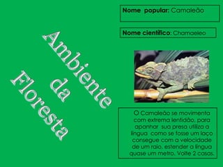 Nome popular: Camaleão


Nome científico: Chamaeleo




   O Camaleão se movimenta
    com extrema lentidão, para
    apanhar sua presa utiliza a
  língua como se fosse um laço
   consegue com a velocidade
   de um raio, estender a língua
  quase um metro. Volte 2 casas.
 