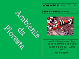 NOME POPULAR: Cobra Coral

Nome científico: Micrurus




     Você sabia que a cobra
    coral se alimenta de outra
     cobra e bota de 16 a 20
               ovos?
           Volte 2 casas.
 