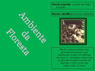 Nome popular: Jacaré de Papo
  Amarelo

Nome científico:Caiman latirostris




      Réptil contemporâneo dos
       grandes dinossauros que
    habitavam a terra há milhares
   de anos e conseguiu sobreviver
    as grandes transformações do
      planeta. Como você não
         sabia, volte 2 casas.
 