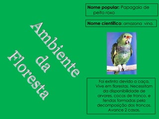 Nome popular: Papagaio de
  peito roxo

Nome científico: amazona vina.




     Foi extinto devido a caça.
   Vive em florestas. Necessitam
       da disponibilidade de
    arvores, cocos de tronco, e
       fendas formadas pela
    decomposição dos troncos.
          Avance 2 casas.
 