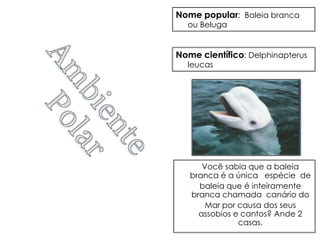 Nome popular: Baleia branca
  ou Beluga


Nome científico: Delphinapterus
  leucas




      Você sabia que a baleia
   branca é a única espécie de
     baleia que é inteiramente
   branca chamada canário do
       Mar por causa dos seus
     assobios e cantos? Ande 2
               casas.
 