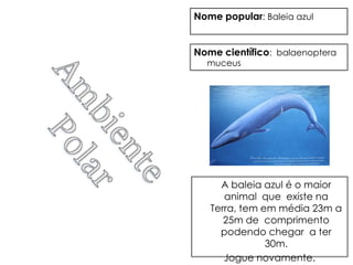 Nome popular: Baleia azul


Nome científico: balaenoptera
  muceus




     A baleia azul é o maior
      animal que existe na
   Terra, tem em média 23m a
      25m de comprimento
     podendo chegar a ter
               30m.
      Jogue novamente.
 