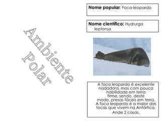 Nome popular: Foca-leopardo


Nome científico: Hydrurga
  leptonyx




    A foca leopardo é excelente
    nadadora, mas com pouca
        habilidade em terra
         firme, sendo, deste
    modo, presas fáceis em terra.
   A foca leopardo é a maior das
   focas que vivem na Antártica.
            Ande 2 casas.
 