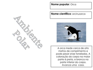 Nome popular: Orca


Nome científico: orcinusorca




     A orca mede cerca de oito
      metros de comprimento e
    pode pesar onze toneladas. A
    coloração do corpo na maior
     parte é preta, e branca na
       parte inferior do corpo.
         Avance uma casa.
 