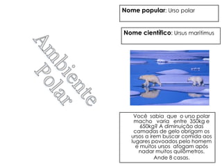 Nome popular: Urso polar


Nome científico: Ursus maritimus




    Você sabia que o urso polar
    macho varia entre 350kg e
       650kg? A diminuição das
    camadas de gelo obrigam os
   ursos a irem buscar comida aos
   lugares povoados pelo homem
     e muitos ursos afogam após
      nadar muitos quilômetros.
             Ande 8 casas.
 