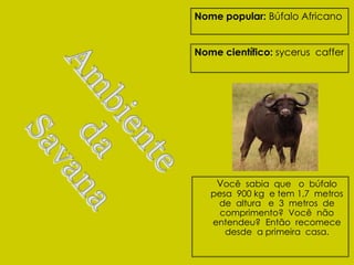 Nome popular: Búfalo Africano


Nome científico: sycerus caffer




    Você sabia que o búfalo
   pesa 900 kg e tem 1,7 metros
    de altura e 3 metros de
     comprimento? Você não
   entendeu? Então recomece
      desde a primeira casa.
 