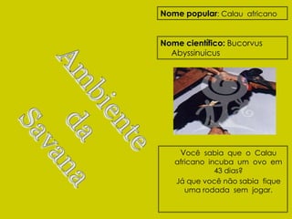 Nome popular: Calau africano


Nome científico: Bucorvus
  Abyssinuicus




    Você sabia que o Calau
   africano incuba um ovo em
              43 dias?
   Já que você não sabia fique
      uma rodada sem jogar.
 