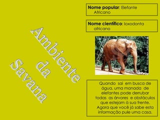 Nome popular: Elefante
  Africano

Nome científico: loxodonta
  africano




      Quando sai em busca de
       água, uma manada de
       elefantes pode derrubar
   todas as árvores e obstáculos
       que estejam à sua frente.
    Agora que você já sabe esta
     informação pule uma casa.
 