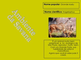 Nome popular: Grande kadu


Nome científico: tragelaphus




       É um animal muito bem
    adaptável e no zoológico de
   São Paulo, reproduz muito bem.
     Com um Grande Porte, sua
        habilidade de saltar é
            maravilhosa.
    Agora que você já sabe pule 5
                casas.
 