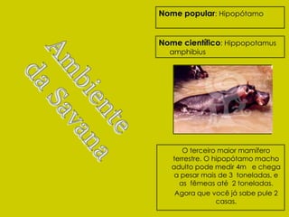 Nome popular: Hipopótamo


Nome científico: Hippopotamus
  amphibius




      O terceiro maior mamífero
   terrestre. O hipopótamo macho
   adulto pode medir 4m e chega
    a pesar mais de 3 toneladas, e
     as fêmeas até 2 toneladas.
    Agora que você já sabe pule 2
                 casas.
 